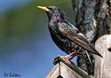 Sturnus vulgaris